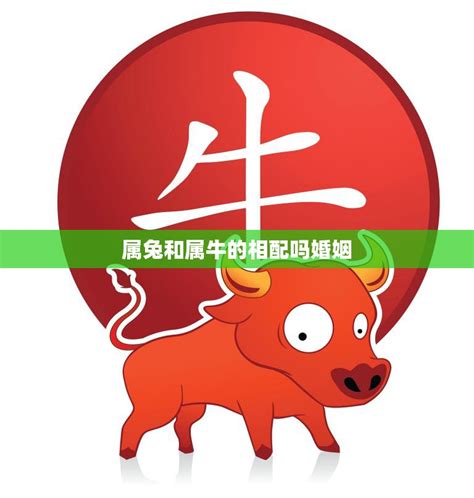 牛兔相配|属牛和属兔相配吗，牛和兔合不合